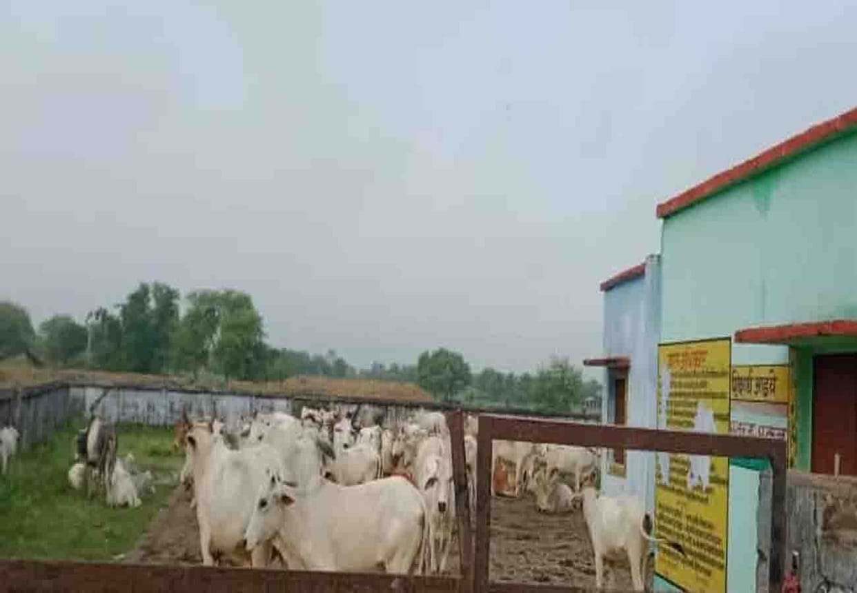 farmers closed cattle at school in chitrakoot up