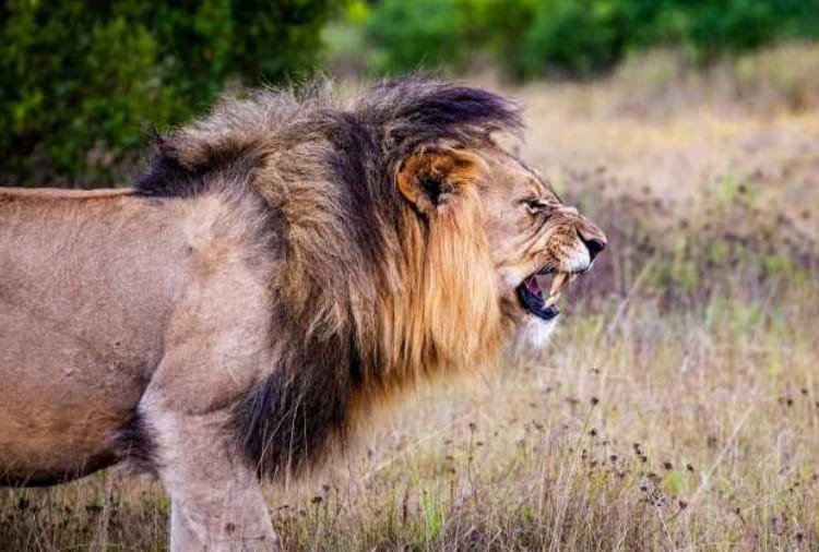lion safari in chhatbir zoo zirakpur