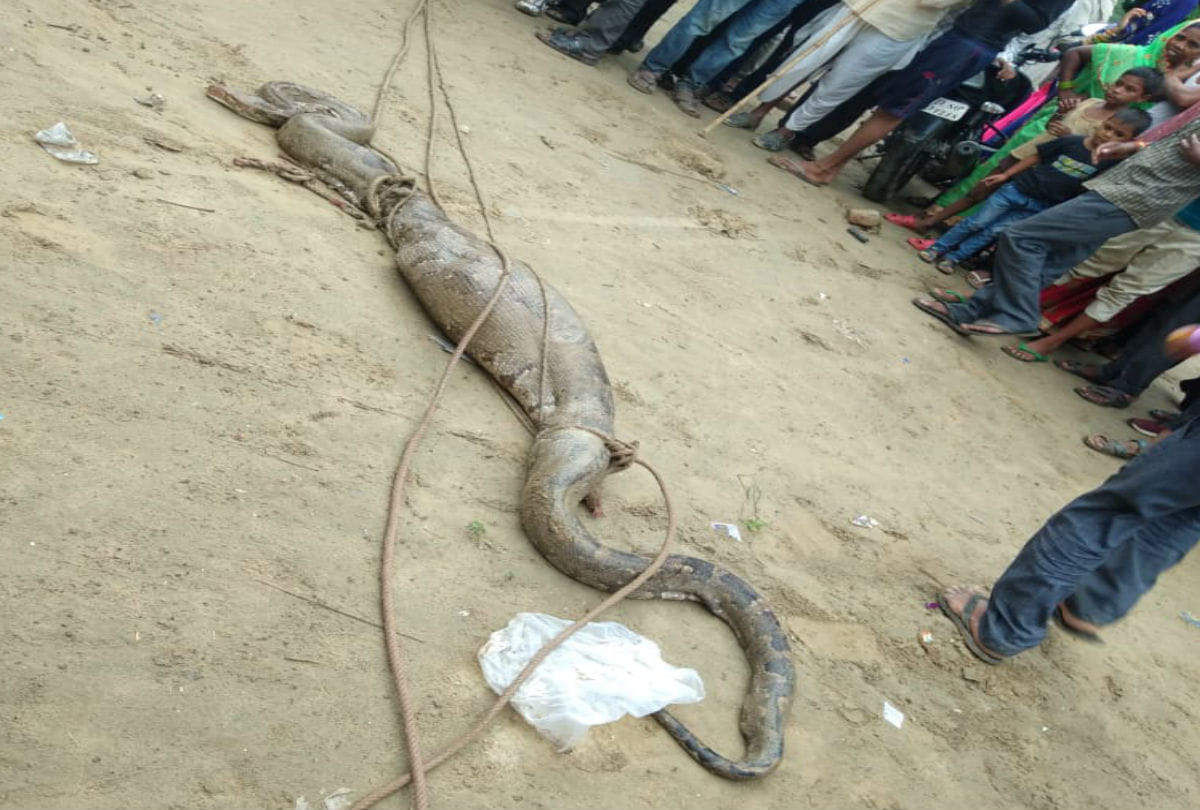Python casually eats a Goat in Fatehabad Police Station Agra