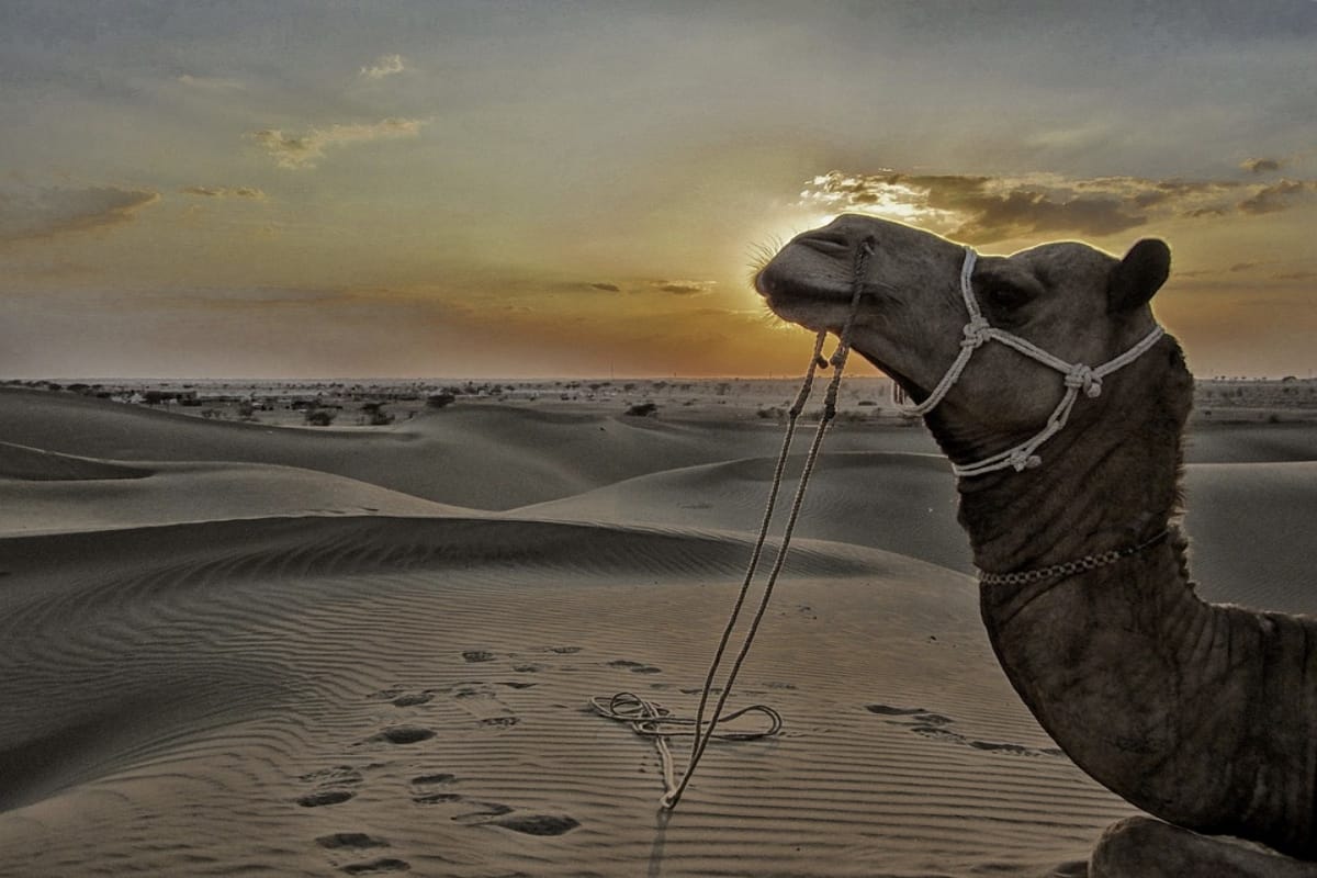 visit golden city of rajasthan jaisalmer and get thrill experience