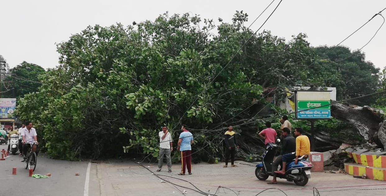 the high tension line destroyed due to historical banyan tree fall down