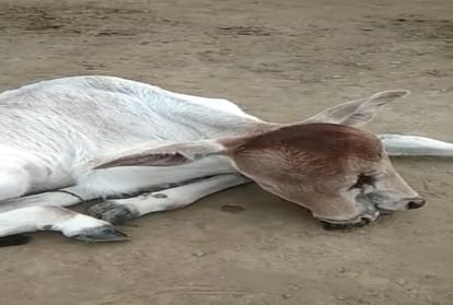 Cow gives birth heifer with three mouth and three eyes, UP