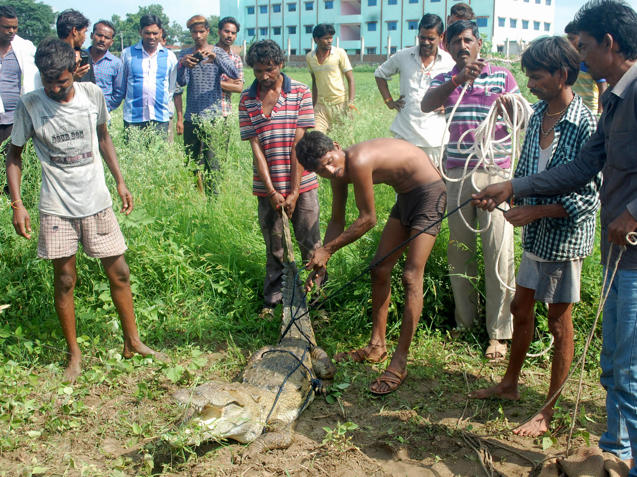 crocodile set free in rajghat dam