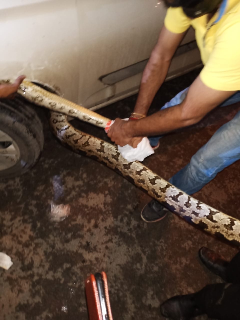 Python enters car parked near toll plaza on new bridge