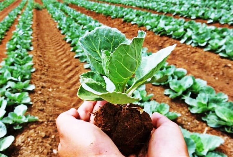 Agriculture, Organinc Farming Beneficial for Farmers and Public health