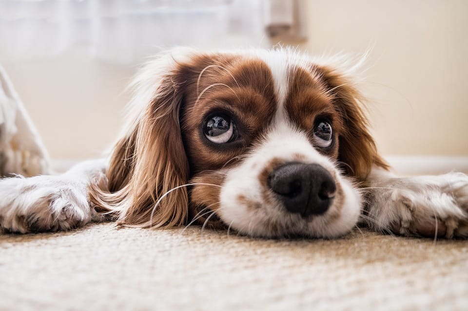 Owning a dog is good for your HEART claim scientists