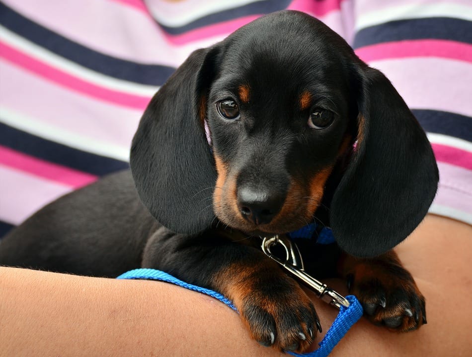 Owning a dog is good for your HEART claim scientists