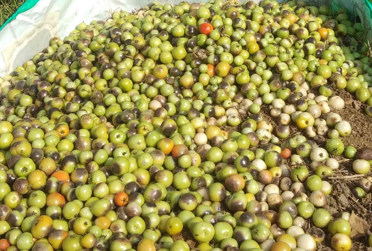 black spot infection in tomato in solan himachal pradesh
