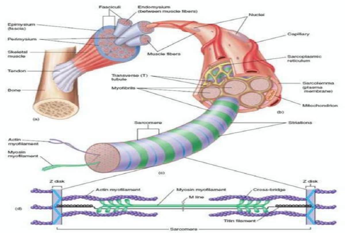 The Longest Word in English Titin Protein Takes 3.5 Hours to Pronounce