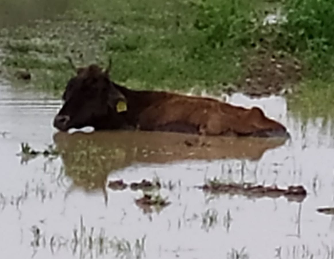 Adi cows herd on railway track, many cows killed