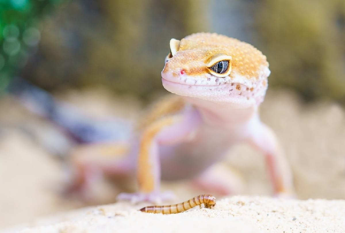 Astro Signs Related to Lizard these signs bring wealth and gives blessings of Maa Lakshmi