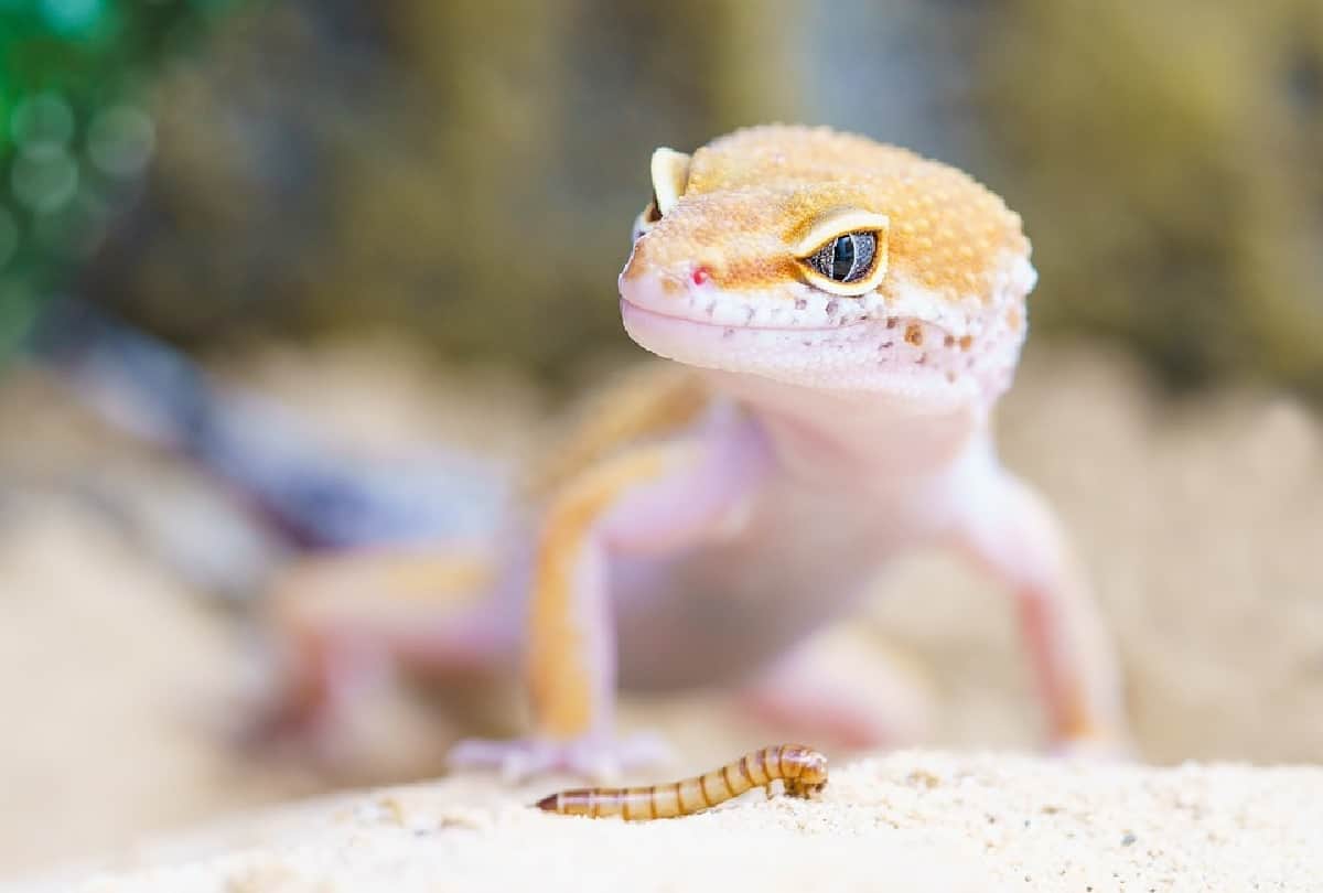 man saved life of endangered gecko lizard life