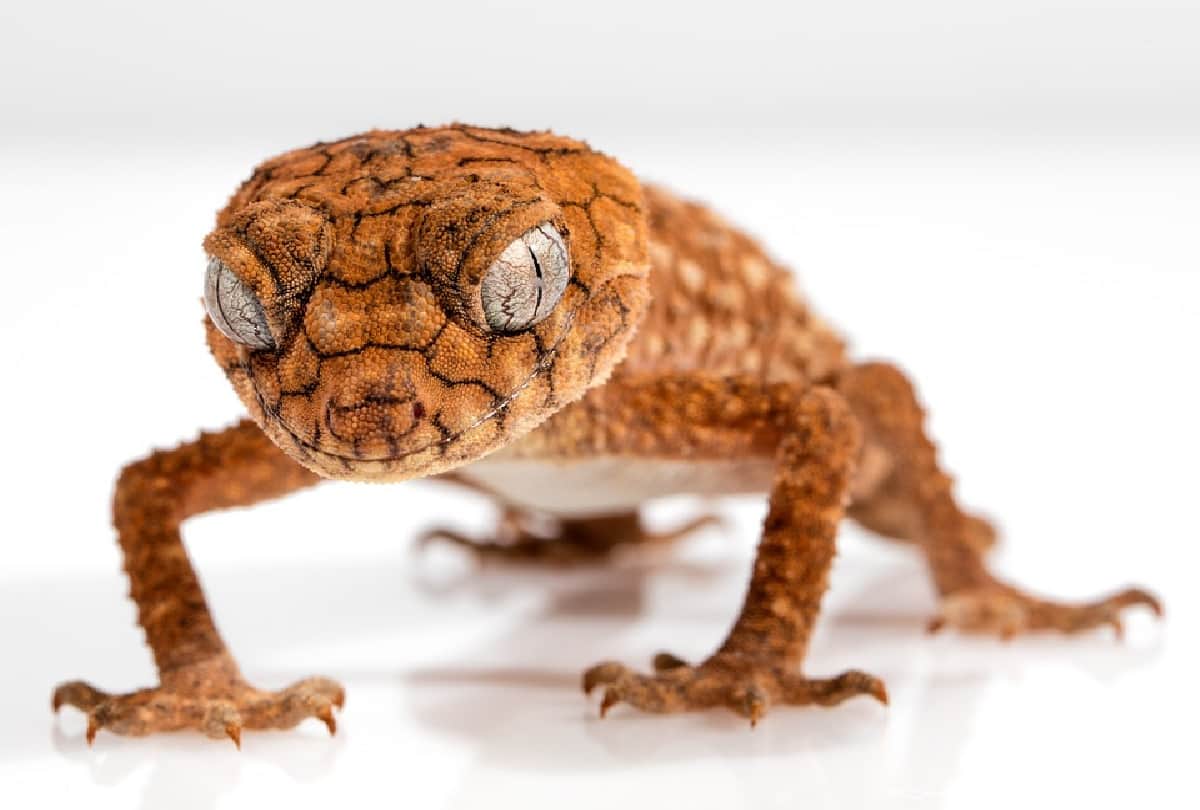 man saved life of endangered gecko lizard life