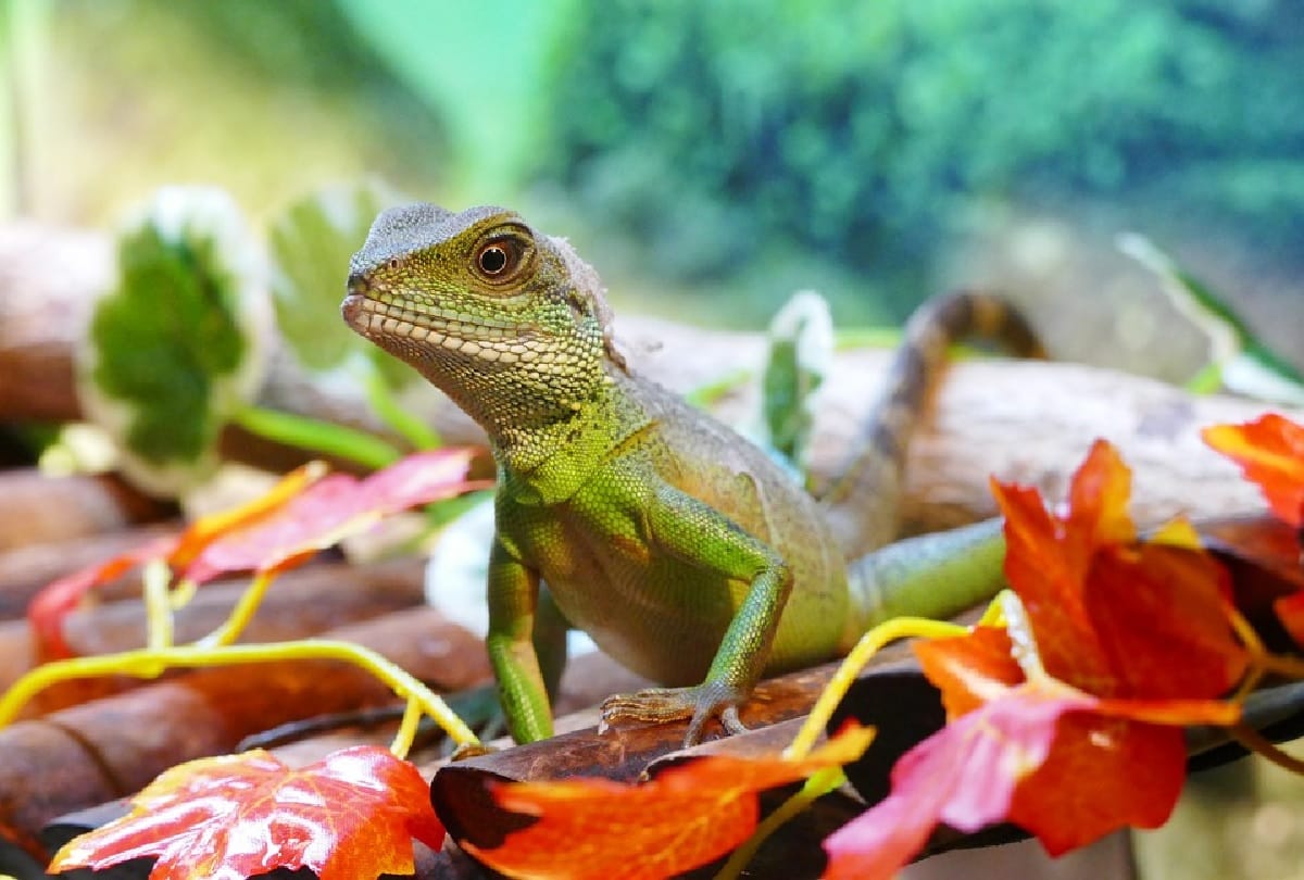 man saved life of endangered gecko lizard life