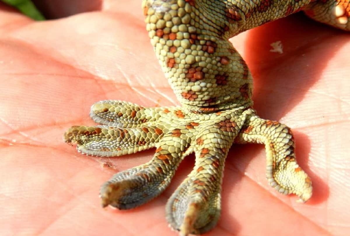 man saved life of endangered gecko lizard life