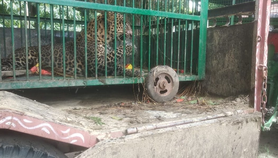 Leopard imprisoned in cage for 48 hours
