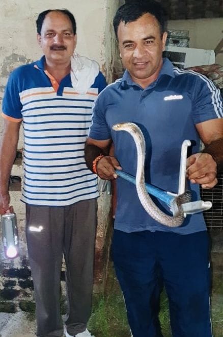 cobra caught in a home at gadoli village
