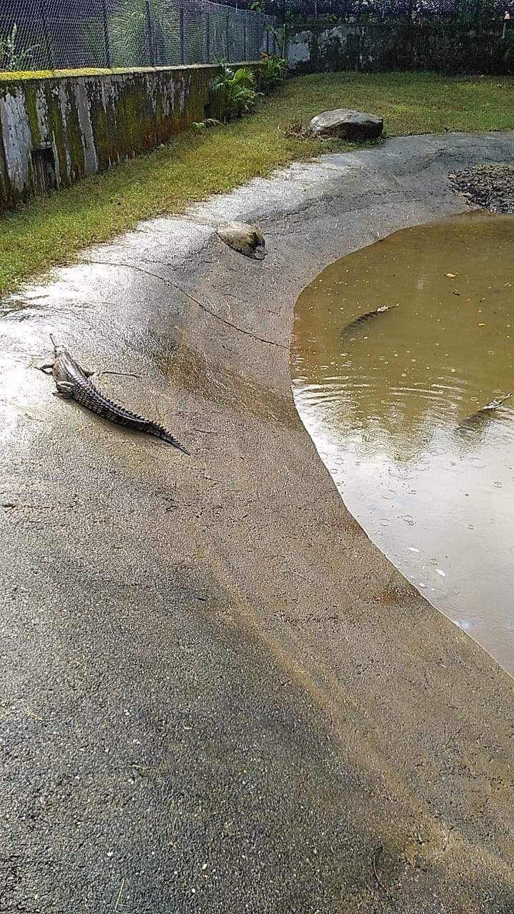 Now tourists will be able to show crocodiles in Malsi zoo