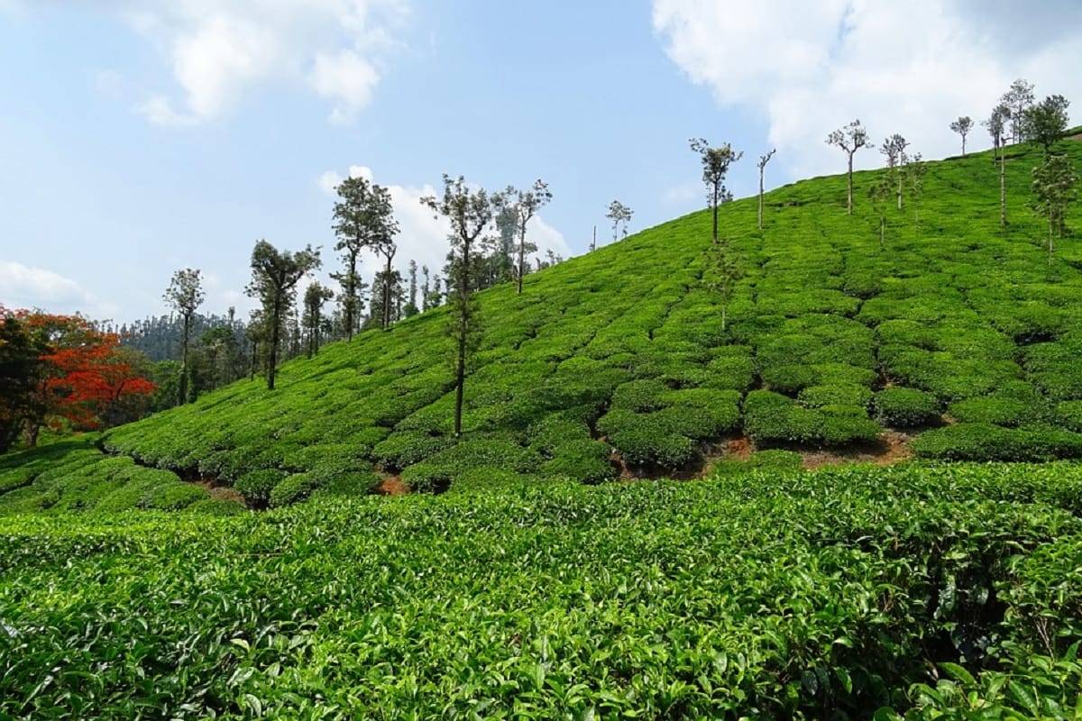 chikmagalur in karnataka, a beautiful place to visit in monsoon