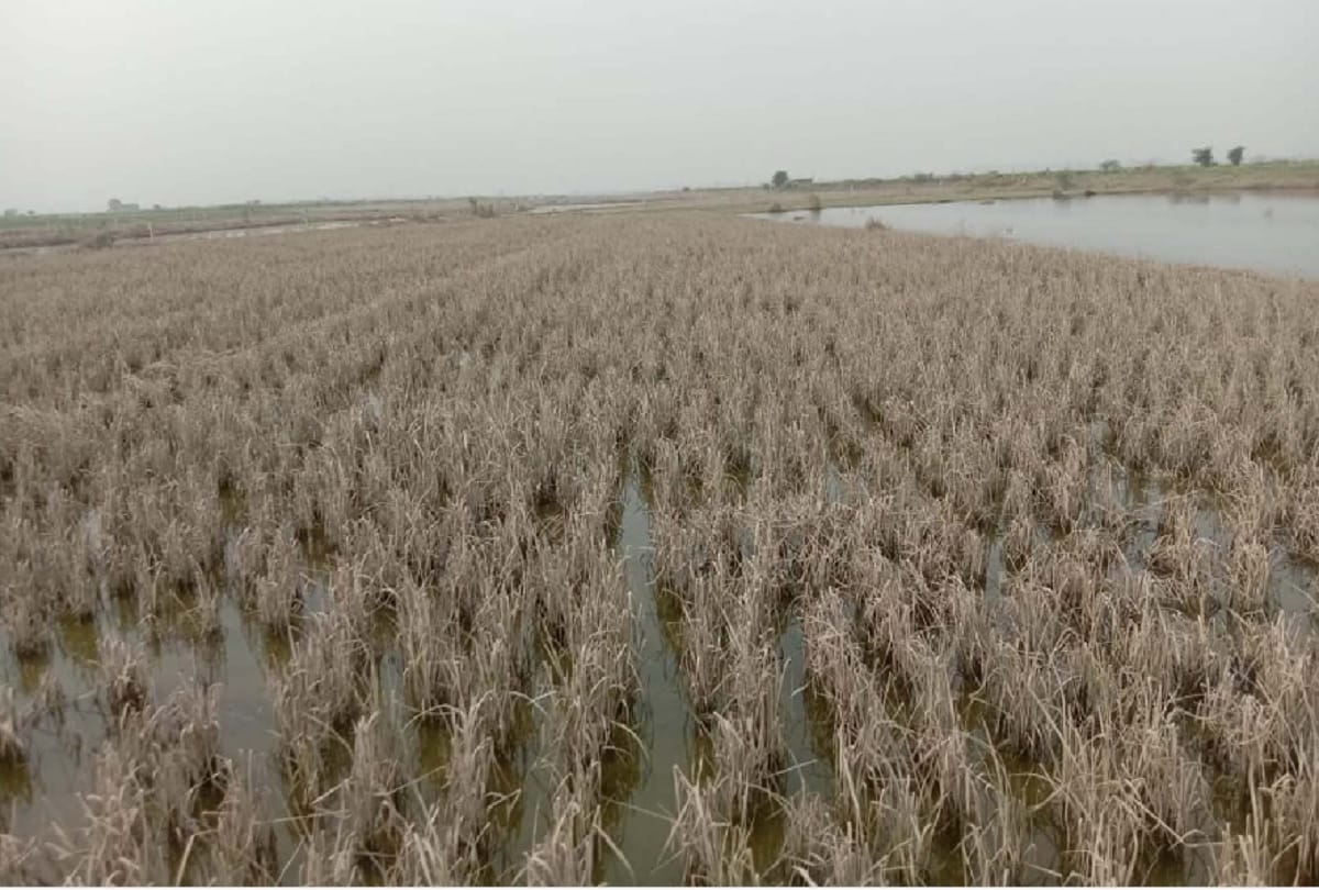 Yamuna flood 2000 bigha crop of paddy, millet and vegetable estimated to be ruined