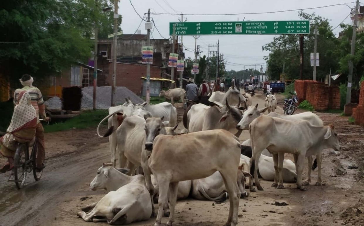 cattels on road