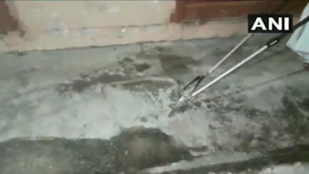 A man found cobra snake inside courier parcel in Odisha