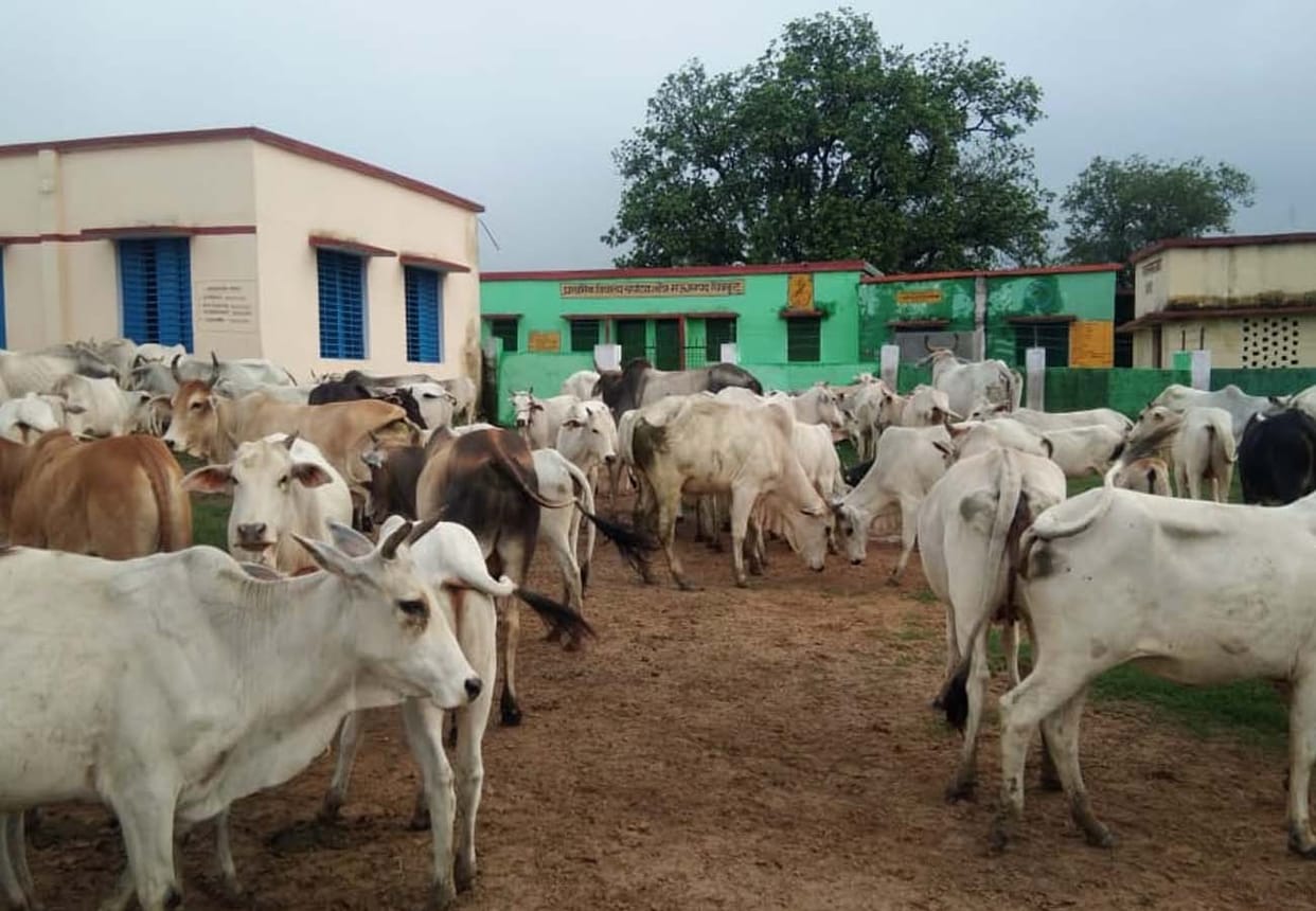 farmers closed cattle at school in chitrakoot district