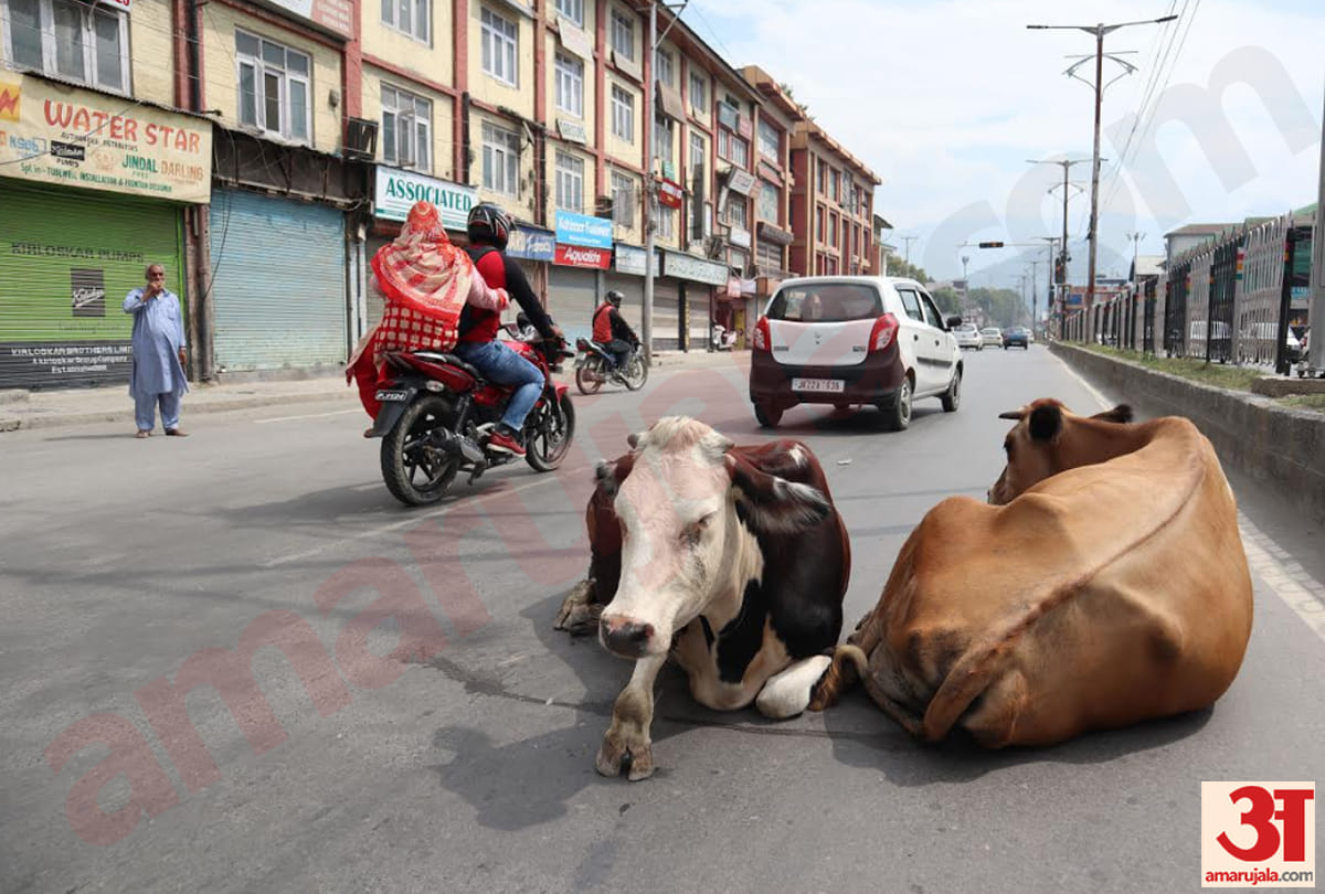 kashmir latest photos of srinagar and valley after article 370 revoked, latest visuals of kashmir