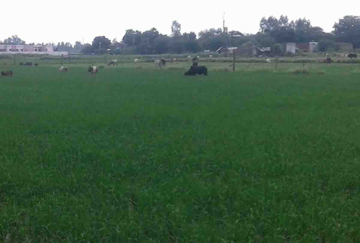 farmer died because of cattle destroy crops