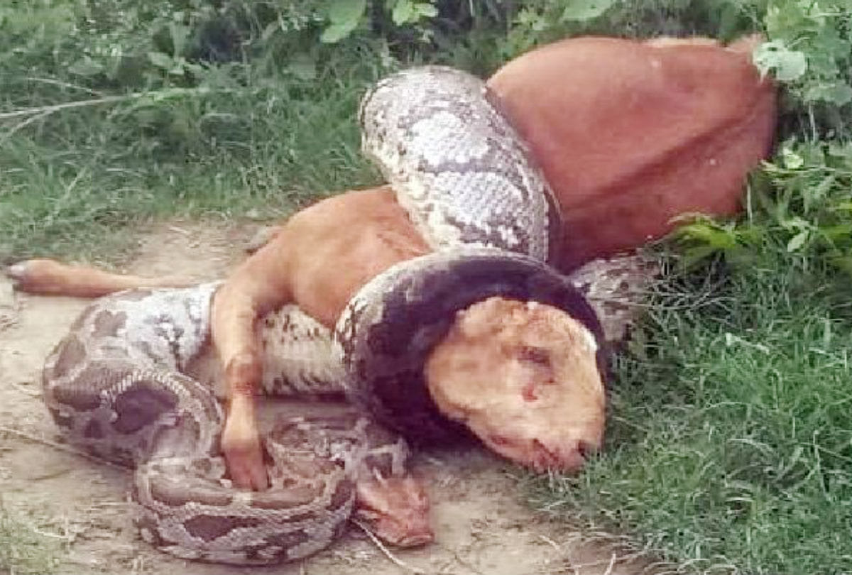 Python Kills A Goat In Farah Police Station Mathura