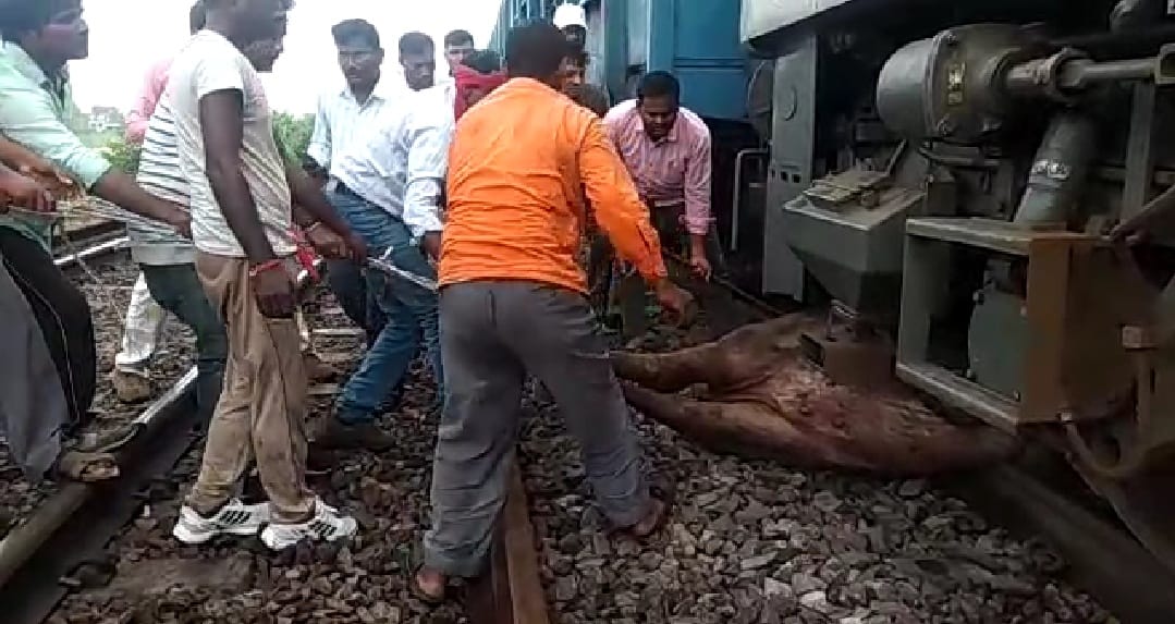 Buffalo stuck in freight train, Delhi Howrah route blocked