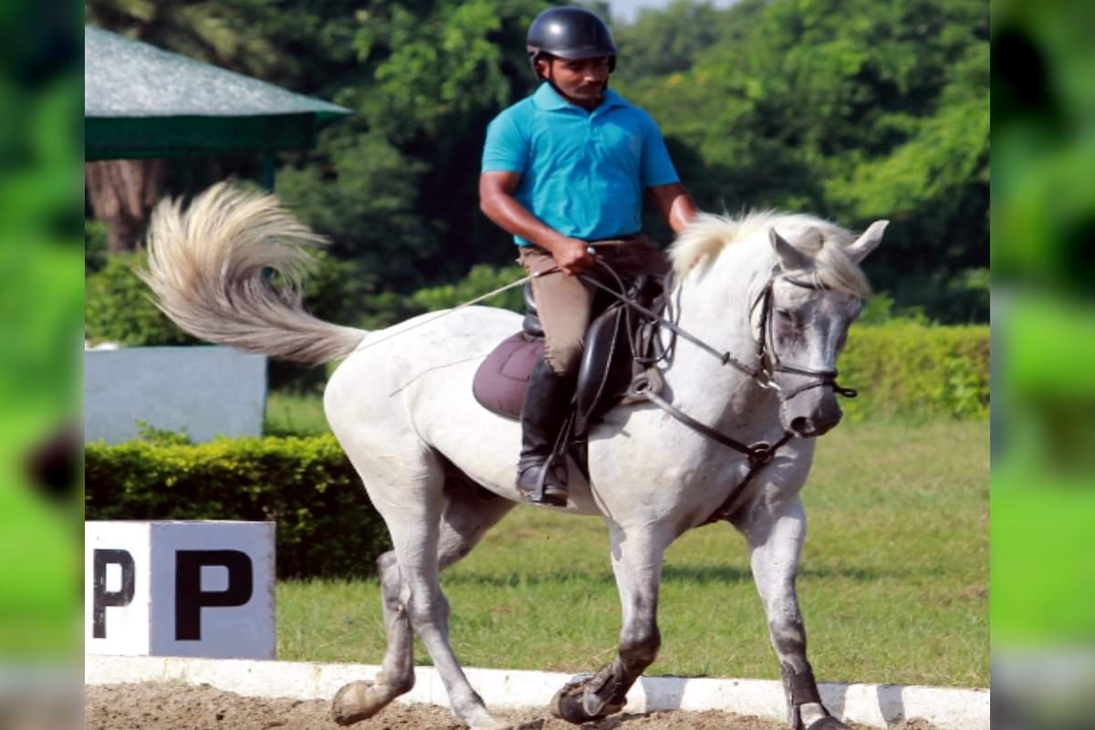 feng shui horses for life