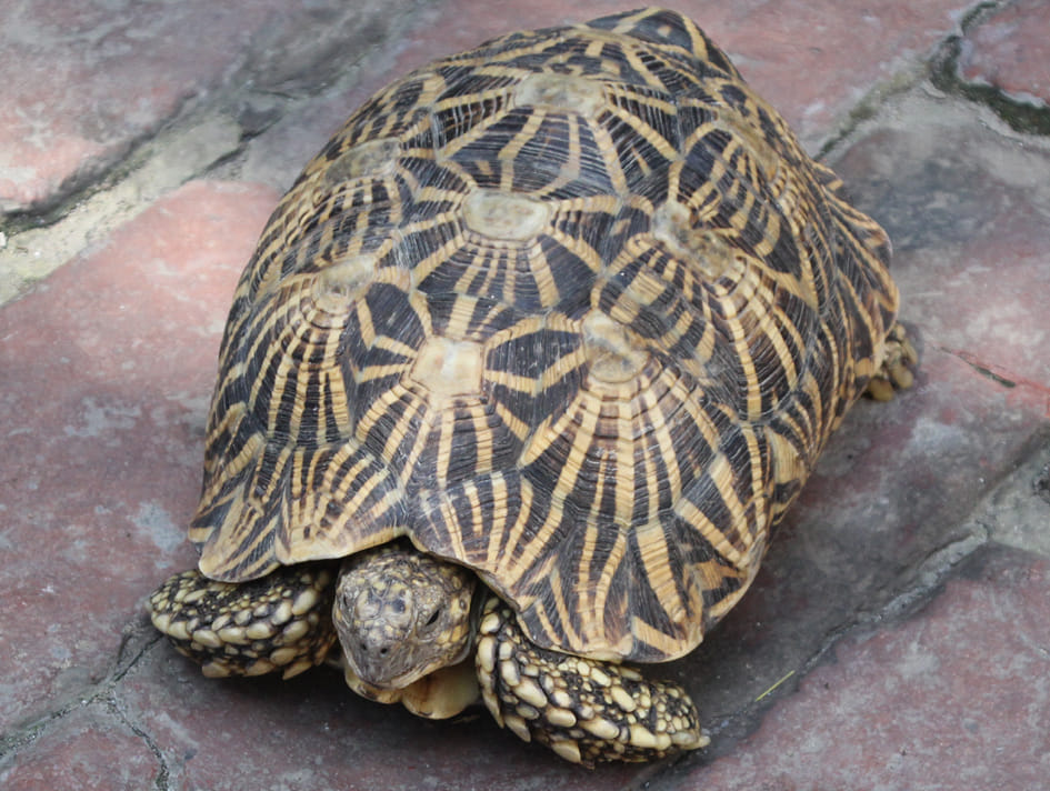 Extinct species of turtle found in Taharpur in saharanpur