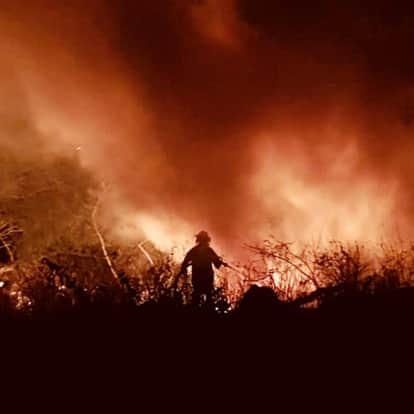 अमेजन के जंगल