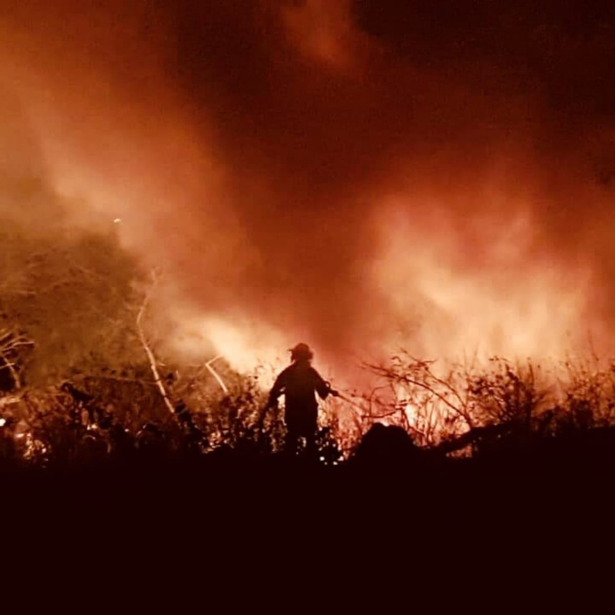 Brazil is ready to take economic help for amazon forest fire but on one condition