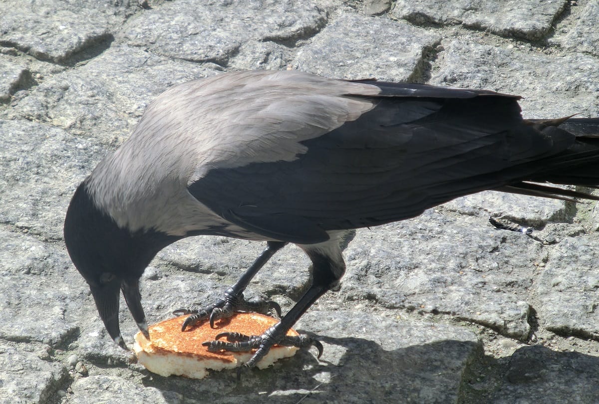 Crows Get Higher Cholesterol From Eating Cheeseburgers Study says