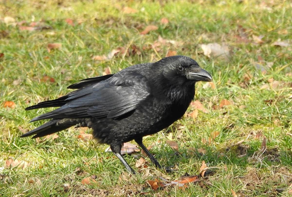Crows Get Higher Cholesterol From Eating Cheeseburgers Study says