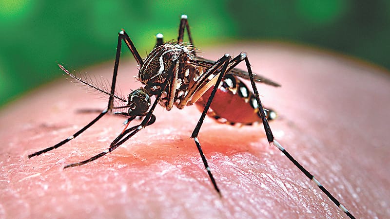 up budget 2024 25 Acute Encephalitis Syndrome and Japanese Encephalitis risk and death rate