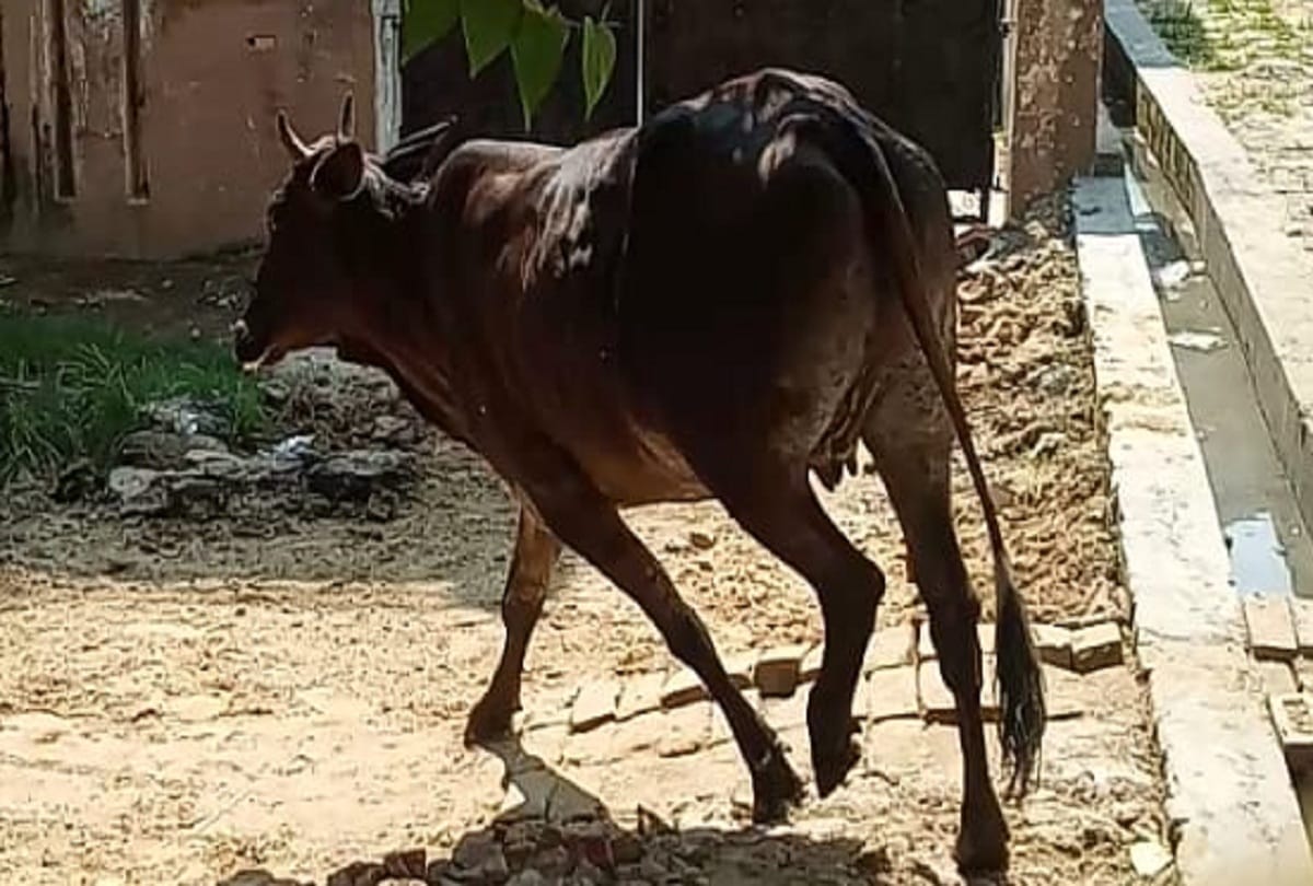 Bareilly municipal officer gave controversial statement over cow