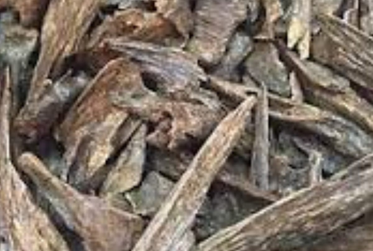 Two smugglers arrested with restricted Agarwood