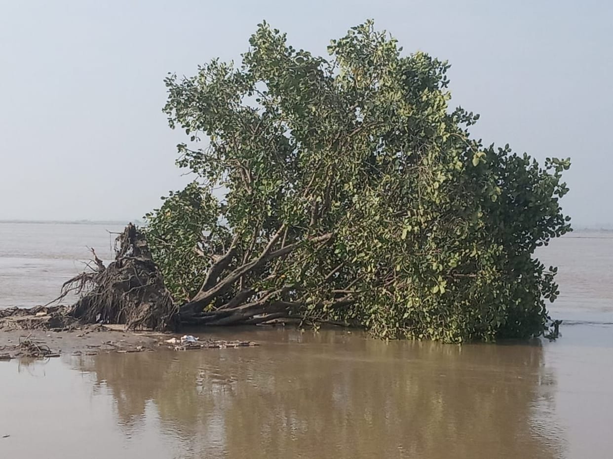 Banyan tree fell due to river logging