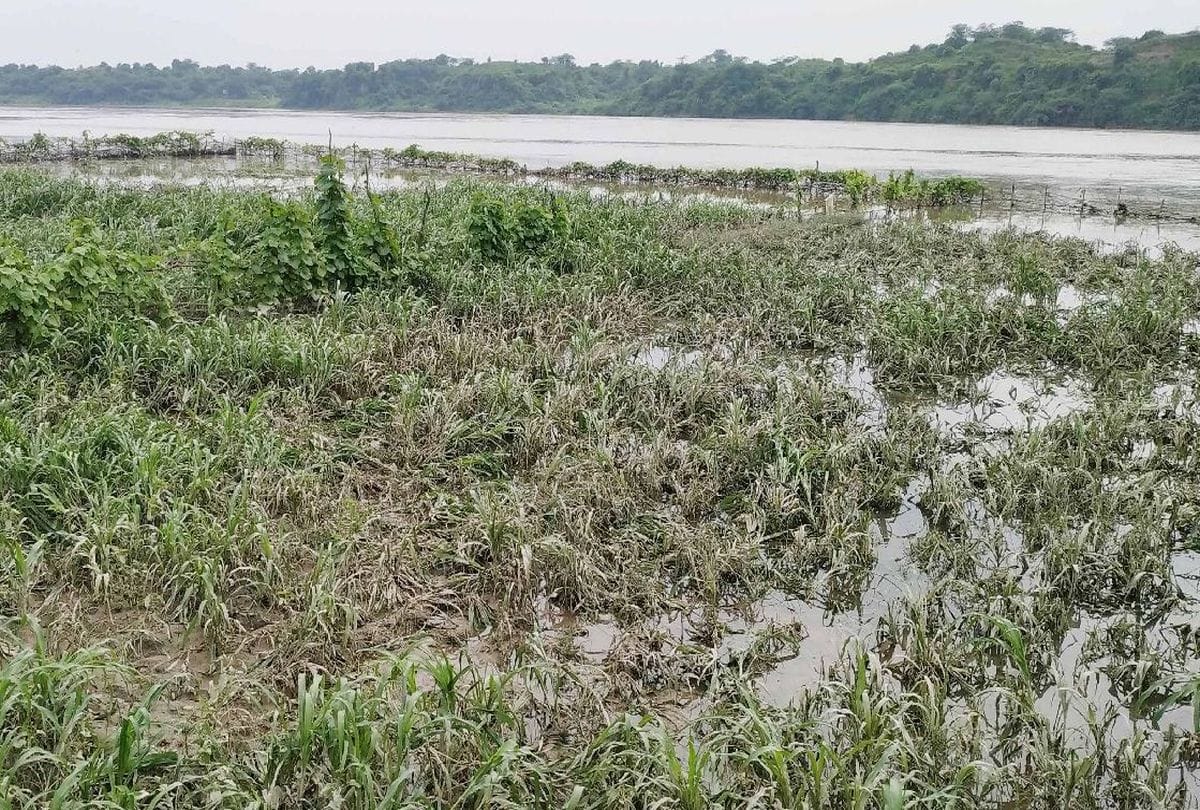 flood situation in bah agra due to water level increasing of chambal river