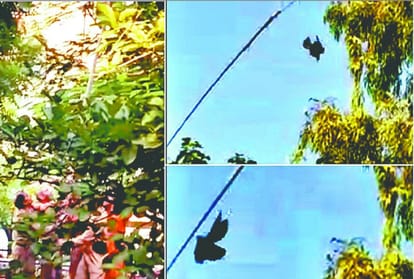 पेड़ पर चीनी मांझे में फंसे कौए को बचाते दमकलकर्मी।