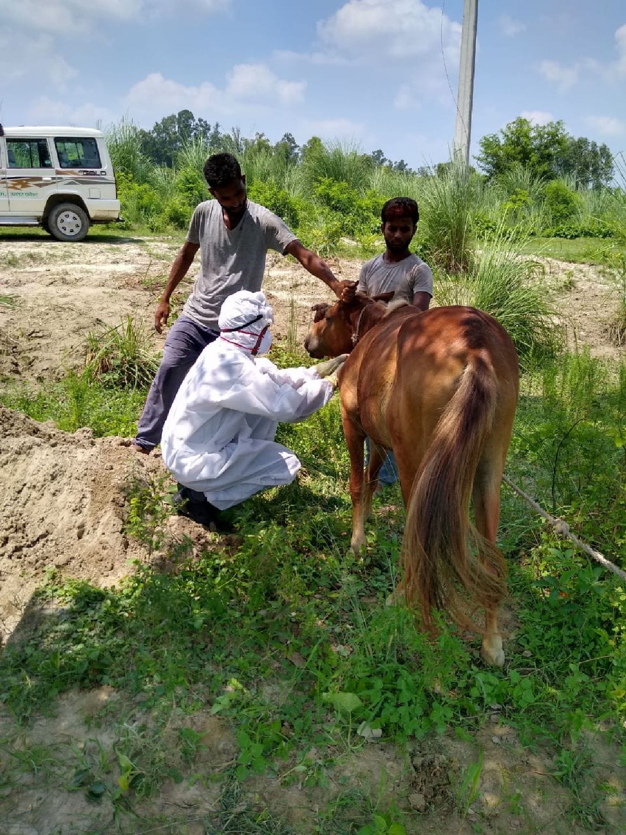 Glanders virus found in mare, killed by injecting poison