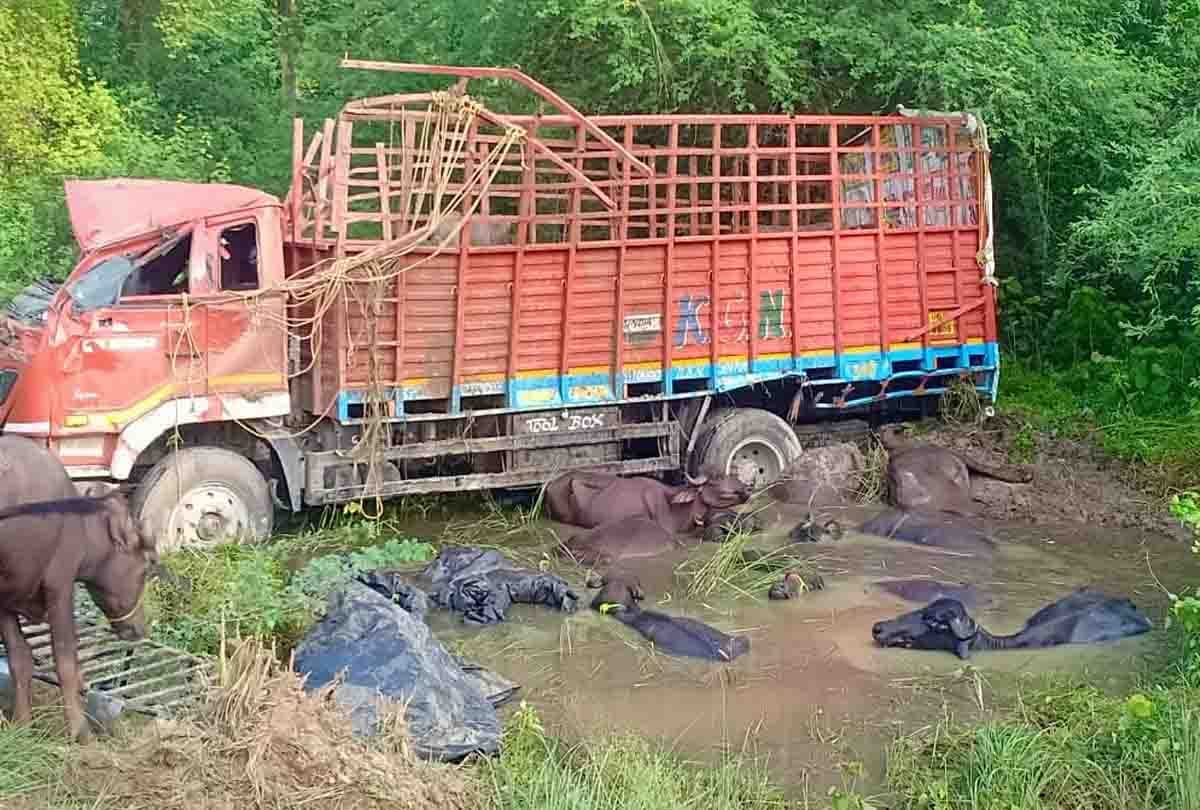 cattle business man died in road accident