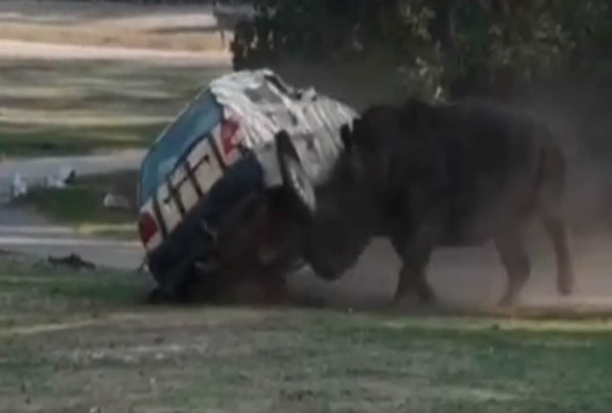 angry rhino flips car in germany safari park