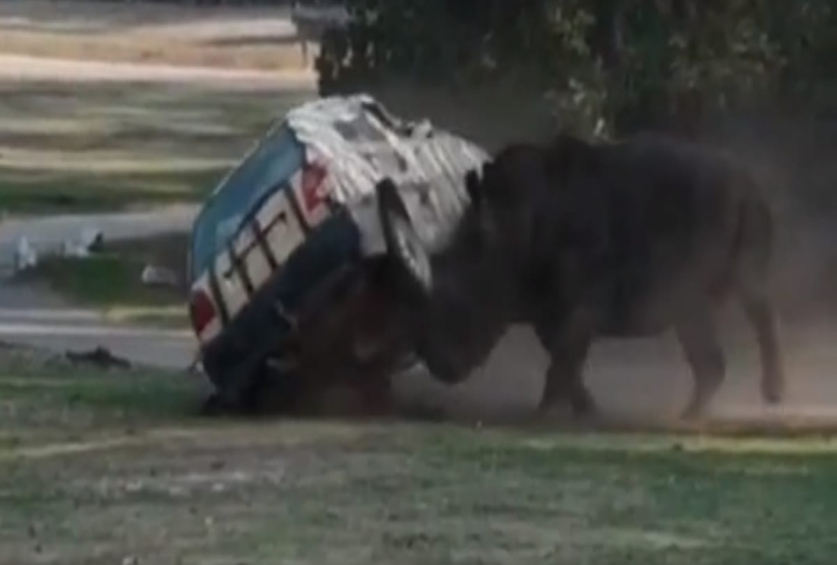 angry rhino flips car in germany safari park
