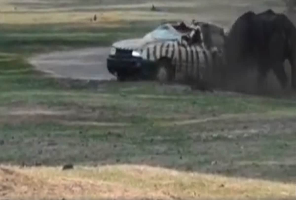 angry rhino flips car in germany safari park