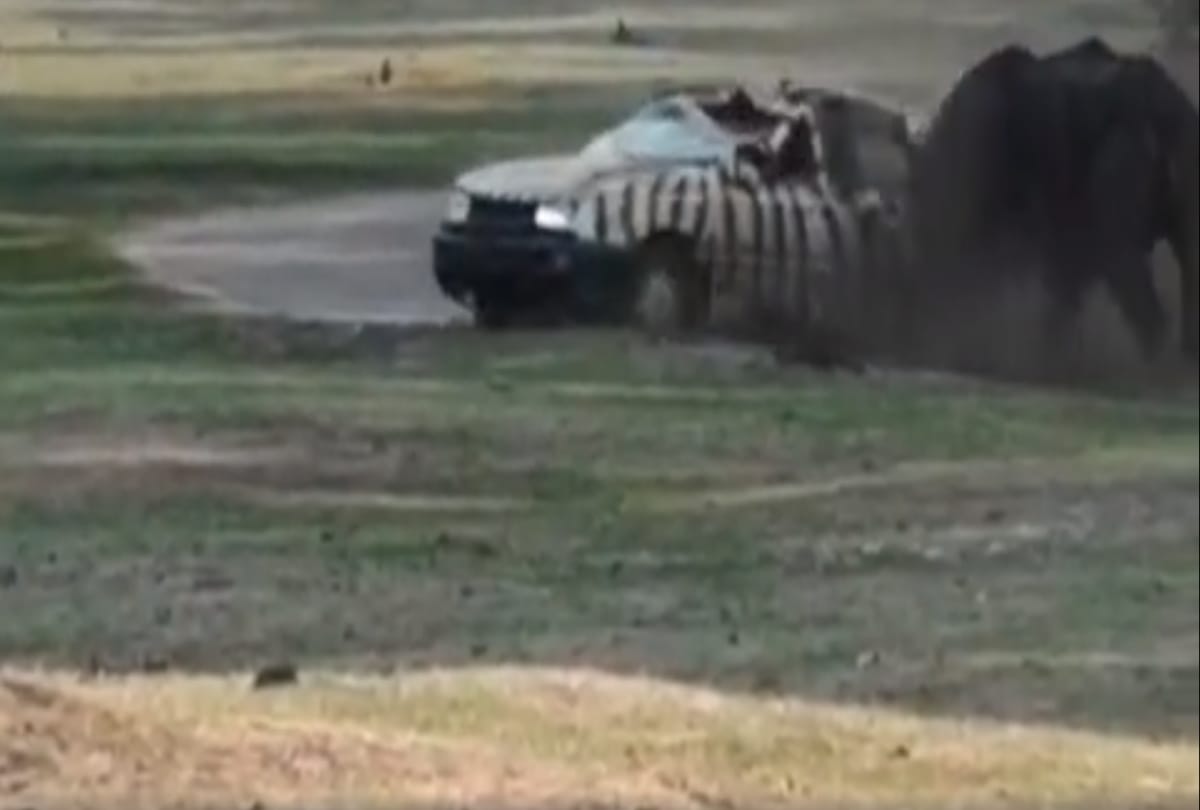 angry rhino flips car in germany safari park