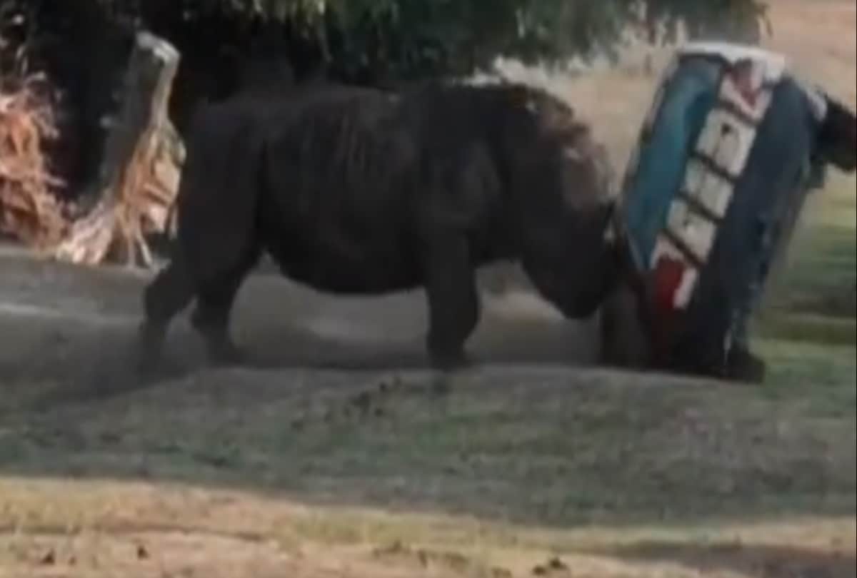 angry rhino flips car in germany safari park